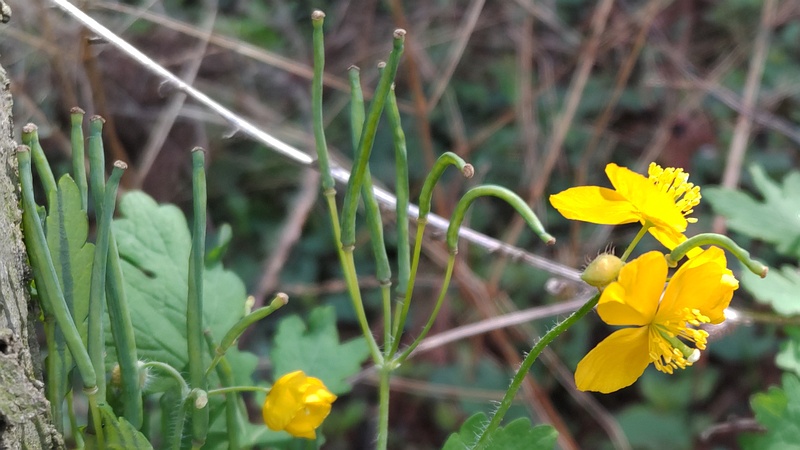 クサノオウの花と果実 横浜市瀬谷区長屋門公園