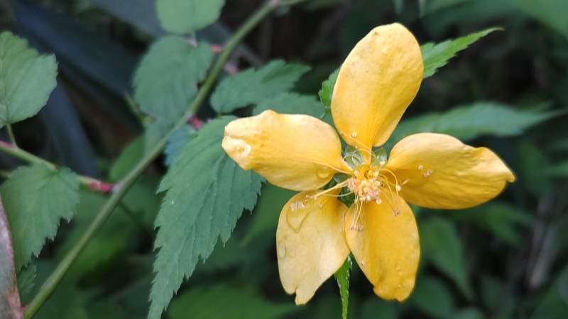 ヤマブキの花 横浜市瀬谷区長屋門公園