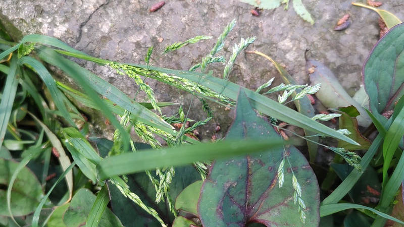 イヌビエ 横浜市瀬谷区長屋門公園
