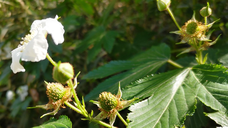 カジイチゴの花 横浜市瀬谷区長屋門公園