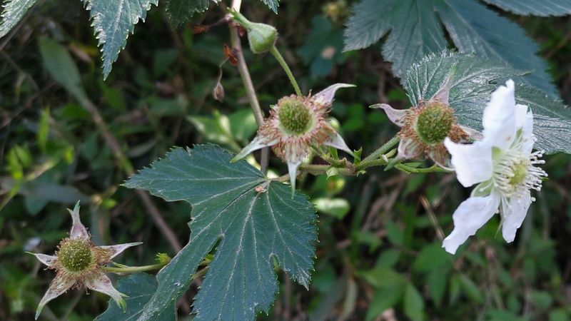 カジイチゴの花 横浜市瀬谷区長屋門公園