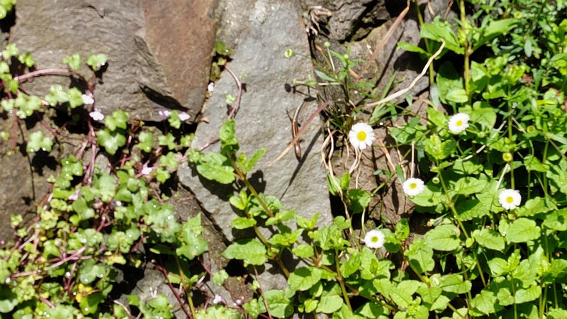 ニホントカゲ 横浜市瀬谷区長屋門公園
