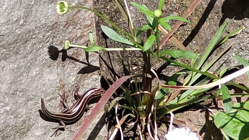 ニホントカゲ 横浜市瀬谷区長屋門公園