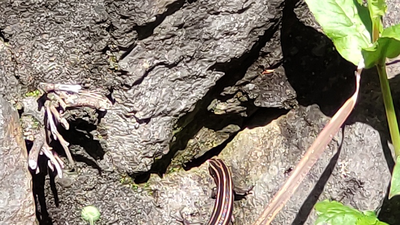 ニホントカゲ 横浜市瀬谷区長屋門公園