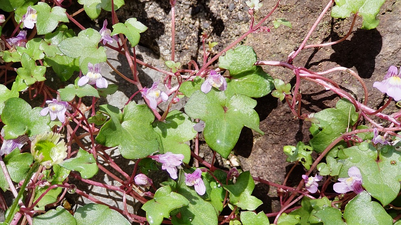 ツタバウンランの花 横浜市瀬谷区長屋門公園