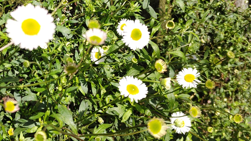 ペラペラヨメナの花 横浜市瀬谷区長屋門公園