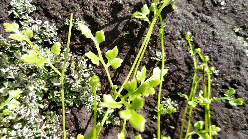カニクサ 横浜市瀬谷区長屋門公園