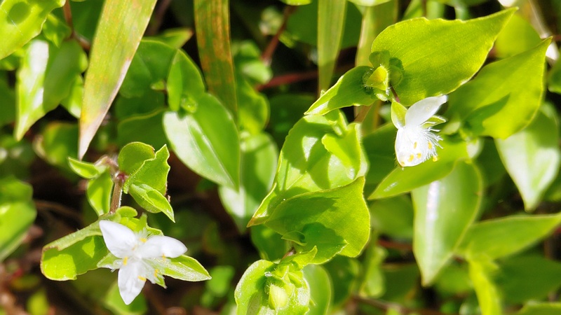 トキワツユクサの花 横浜市瀬谷区長屋門公園