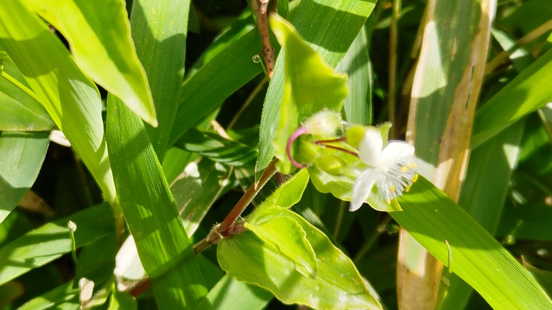 トキワツユクサの花 横浜市瀬谷区長屋門公園