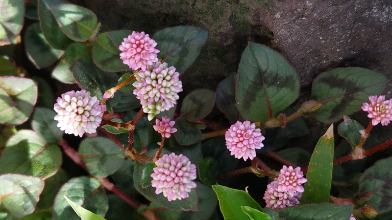 ヒメツルソバの花 横浜市瀬谷区長屋門公園