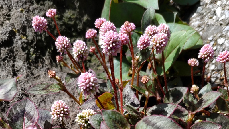 ヒメツルソバの花 横浜市瀬谷区長屋門公園