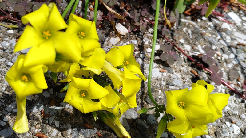 オオキバナカタバミの花 横浜市瀬谷区長屋門公園
