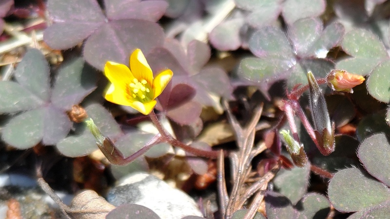 アカカタバミの花 横浜市瀬谷区長屋門公園