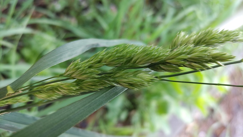 カモガヤ 横浜市瀬谷区長屋門公園
