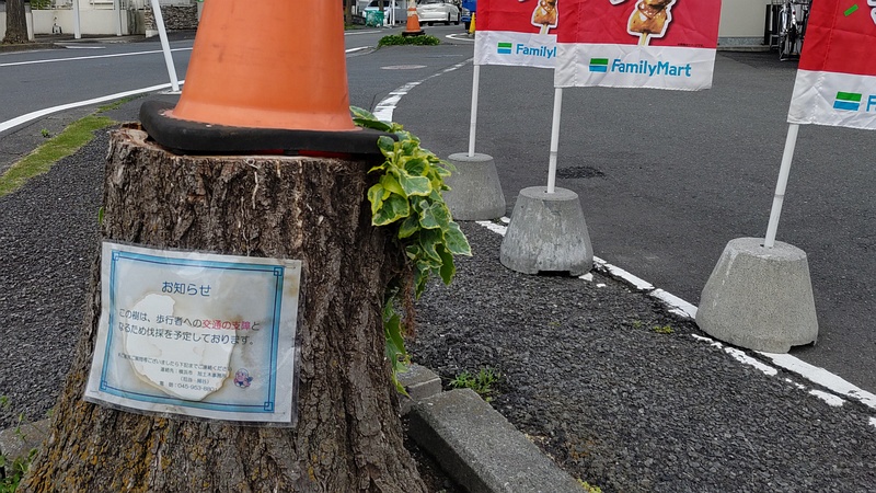 イチョウの切株 横浜市旭区中沢町