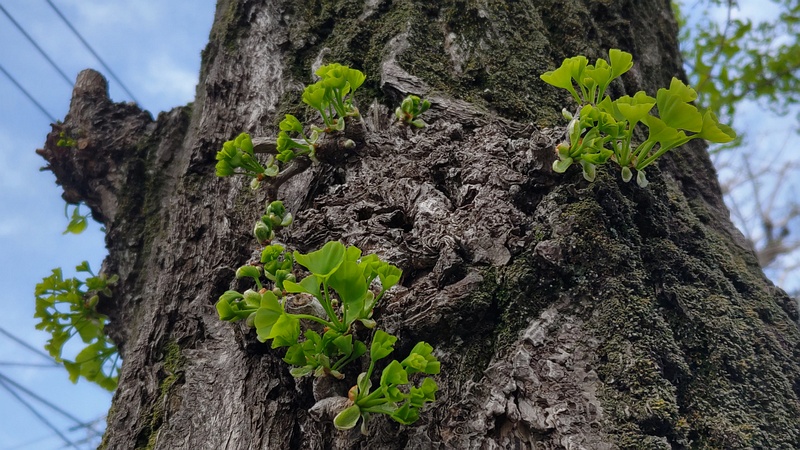 イチョウ 横浜市旭区今宿町