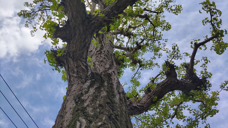 イチョウ 横浜市旭区今宿町