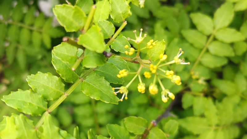 サンショウの雄花 横浜市旭区今宿町