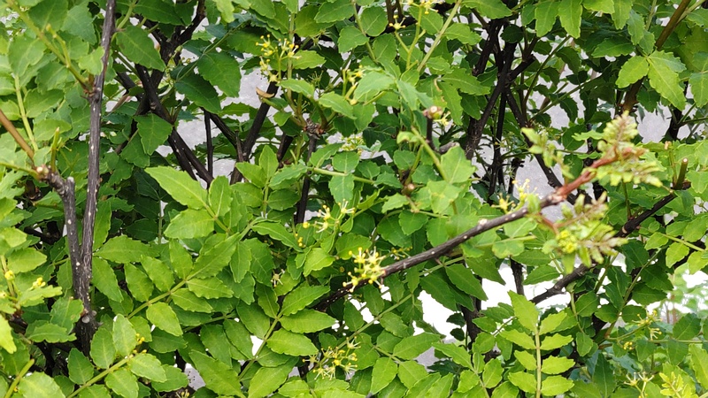 サンショウの雄花 横浜市旭区今宿町