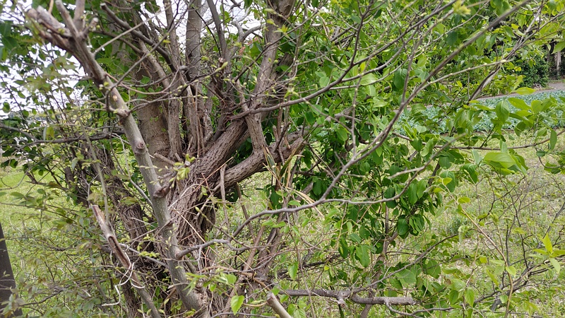 エゴノキの蕾 横浜市旭区今宿南町