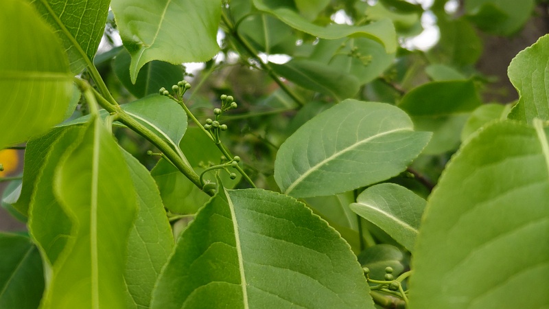 エゴノキの蕾 横浜市旭区今宿南町
