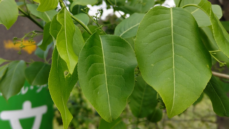 エゴノキの蕾 横浜市旭区今宿南町