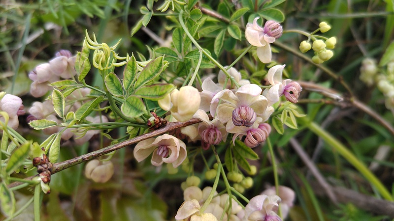 アケビの雄花 横浜市旭区今宿南町