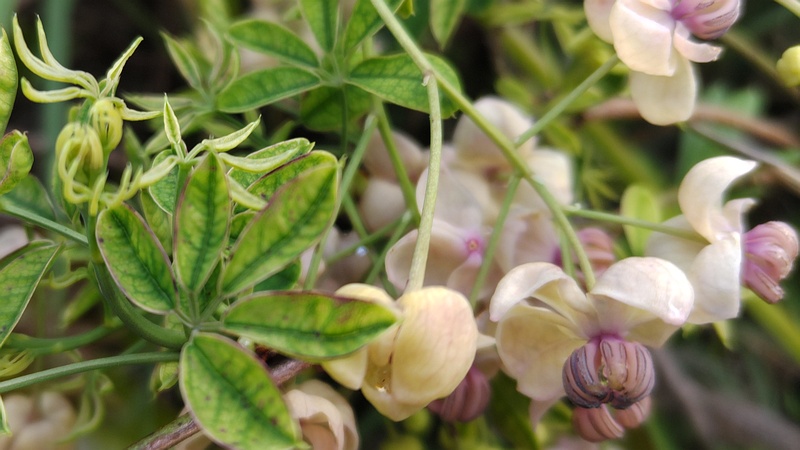 アケビの雄花と葉芽 横浜市旭区今宿南町