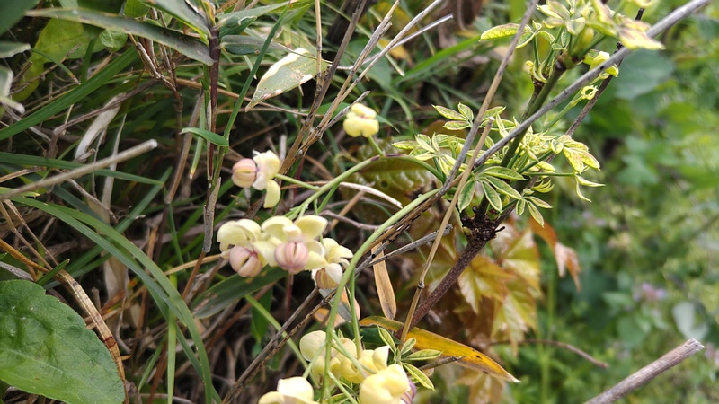 アケビの雄花 横浜市旭区今宿南町