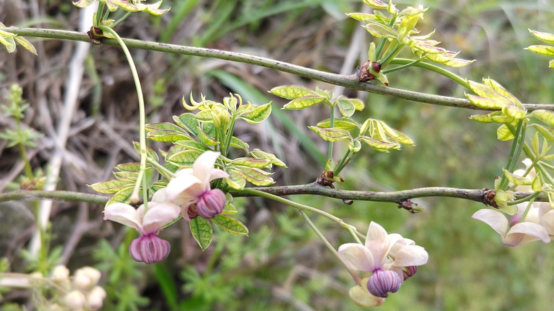 アケビの雄花 横浜市旭区今宿南町