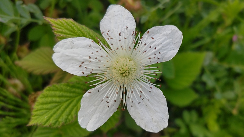 クサイチゴの花 横浜市旭区今宿南町