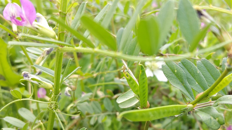 カラスノエンドウの果実 横浜市旭区今宿南町