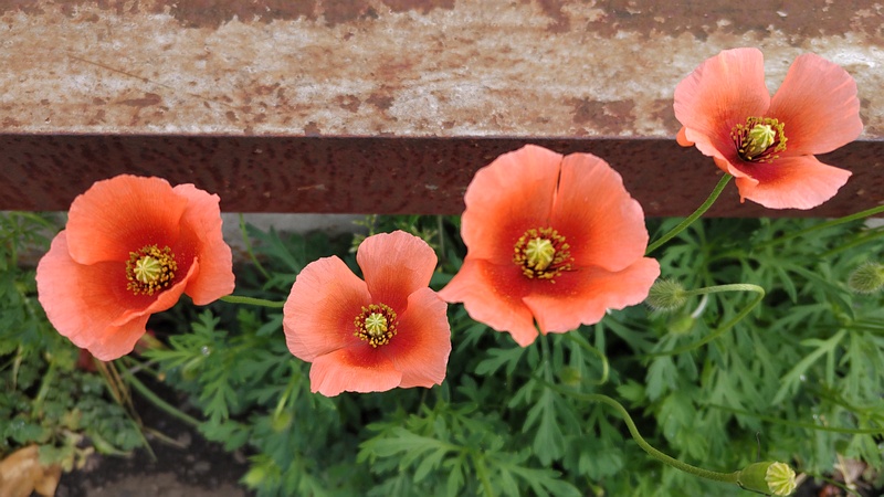 ナガミヒナゲシの花 横浜市旭区今宿南町