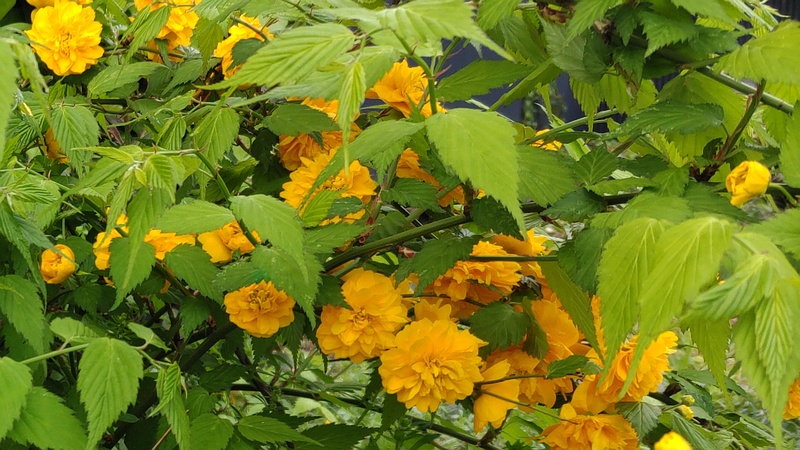 ヤエヤマブキの花 横浜市旭区今宿南町
