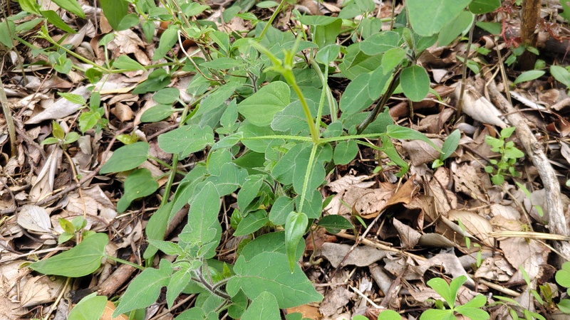 ヒヨドリジョウゴ 横浜市旭区今宿南町