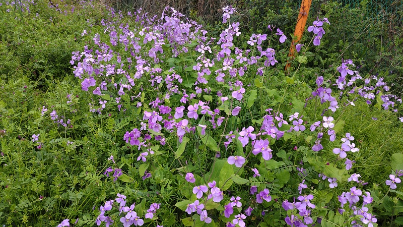 オオアラセイトウの花 横浜市旭区今宿南町