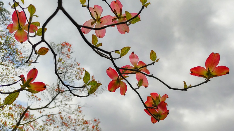 ハナミズキの苞葉 横浜市旭区今宿南町