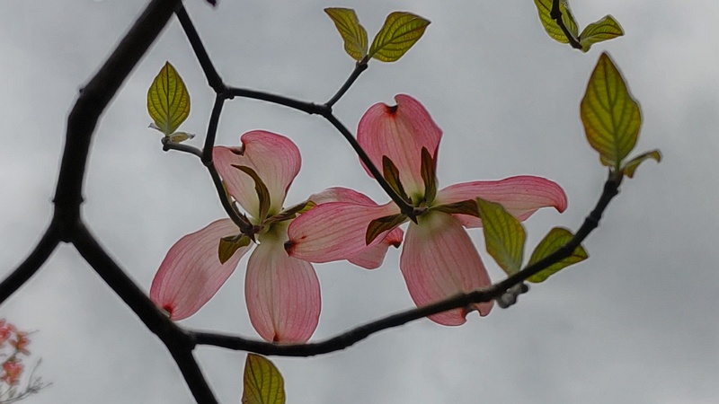 ハナミズキの苞葉 横浜市旭区今宿南町