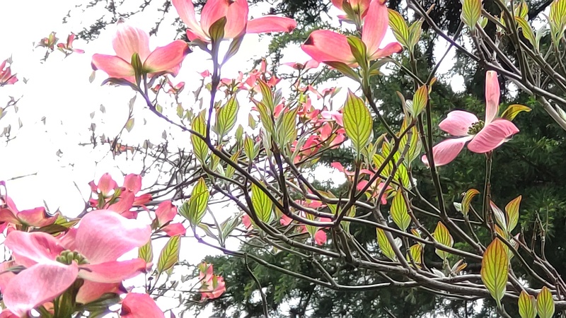 ハナミズキの蕾 横浜市旭区今宿南町