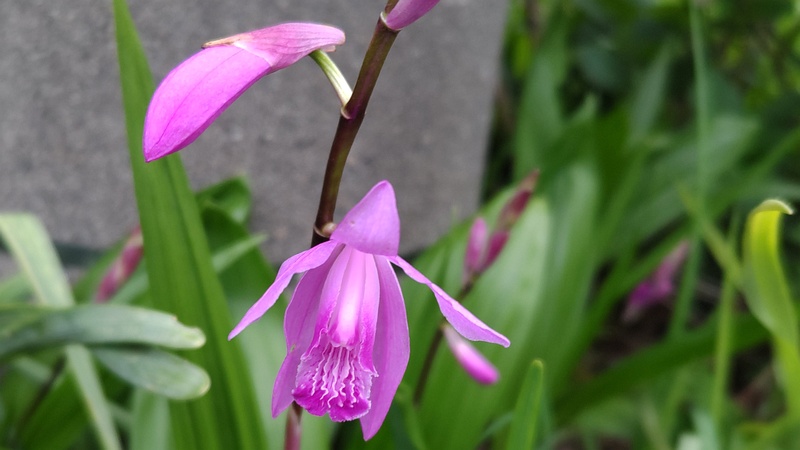 シランの花 横浜市旭区今宿南町