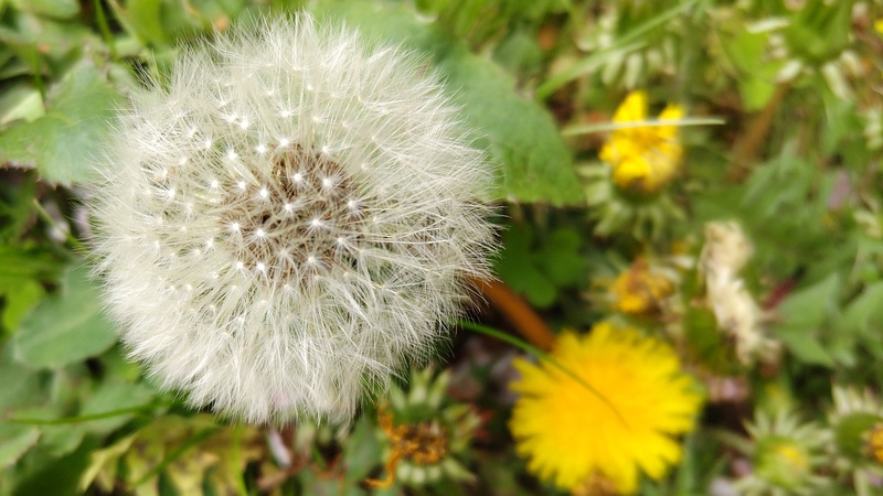 セイヨウタンポポの種 横浜市旭区今宿南町