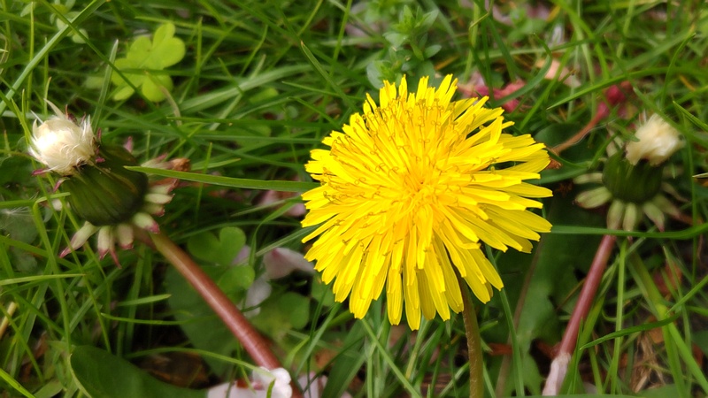 セイヨウタンポポの花 横浜市旭区今宿南町