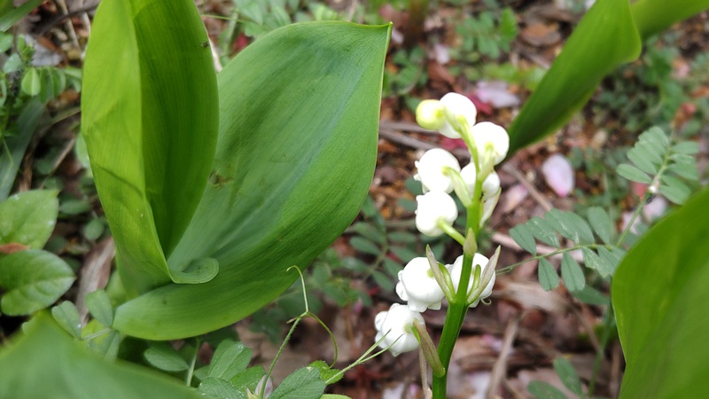 スズランの花 横浜市旭区今宿南町