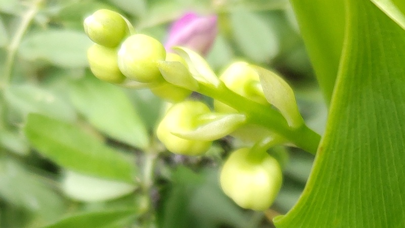 スズランの花 横浜市旭区今宿南町