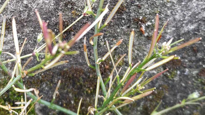 ミチタネツケバナ 横浜市旭区今宿南町