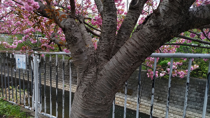 カンザンの花と樹皮 横浜市旭区今宿南町