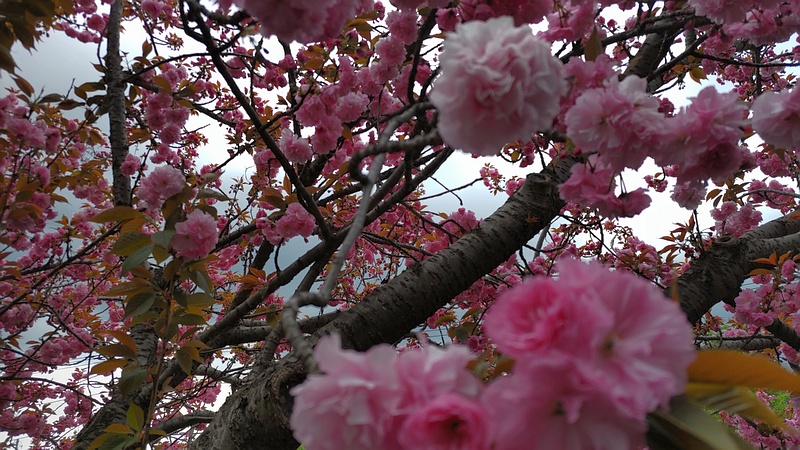 カンザンの花 横浜市旭区今宿南町