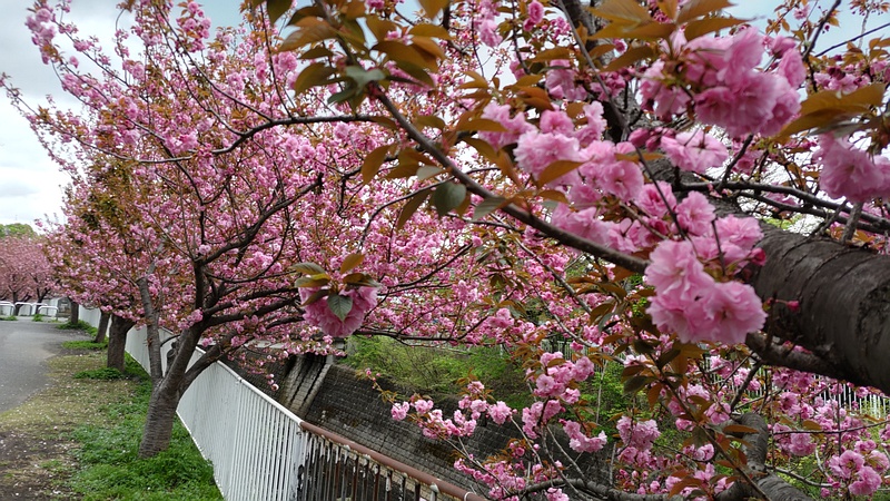 カンザンの花 横浜市旭区今宿南町