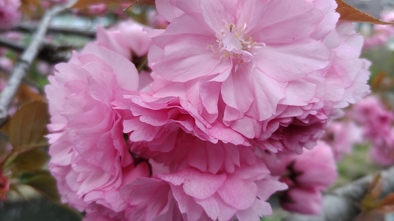 カンザンの花 横浜市旭区今宿南町