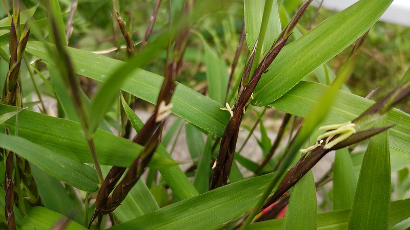 ササの花 横浜市旭区今宿南町